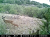Whitetail - Ph 5 Lot 1