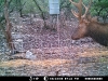 Elk - Ph 1 Lot 9