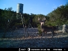 Whitetail - Ph 1 Lot 9