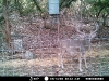 Whitetail - Ph 1 Lot 9