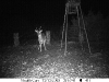 Whitetail - 3 Legs