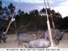 Hog - Ph 7 Lot 21