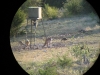 Whitetail - Ph 2 Lot 13