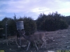 Whitetail - Ph? Lot?