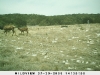 Elk Ph ? Lot ?