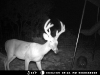 Whitetail
