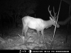 Elk