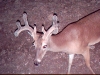 Whitetail - Ph 7 Lot 21