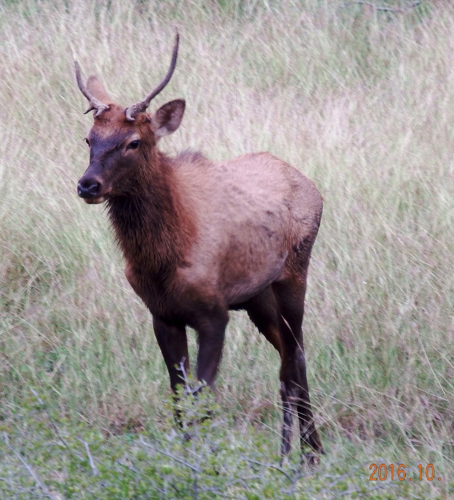 Young elk bull.