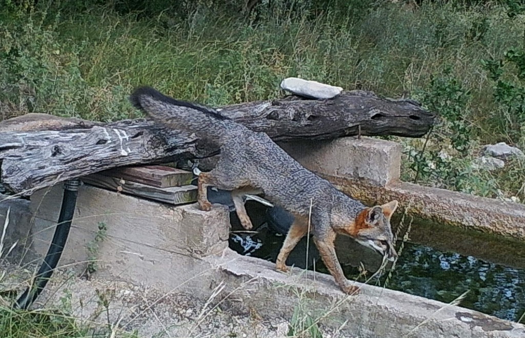 Common gray fox, Urocyon cinereoargenteus.