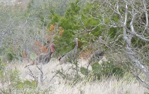 Rio Grande Wild Turkeys