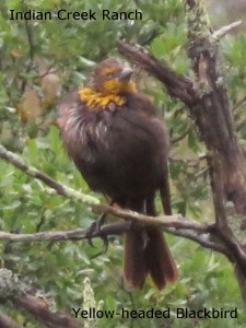 blackbird, yellow-headed 01
