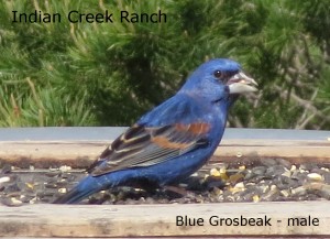blue grosbeak - male