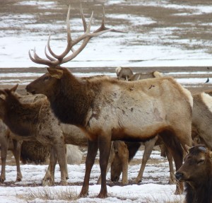 Elk bull.