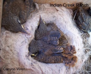 canyon wren in nest