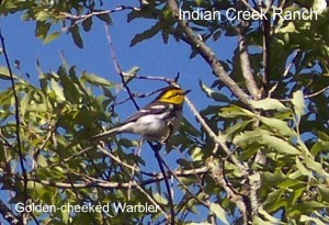golden cheek warbler
