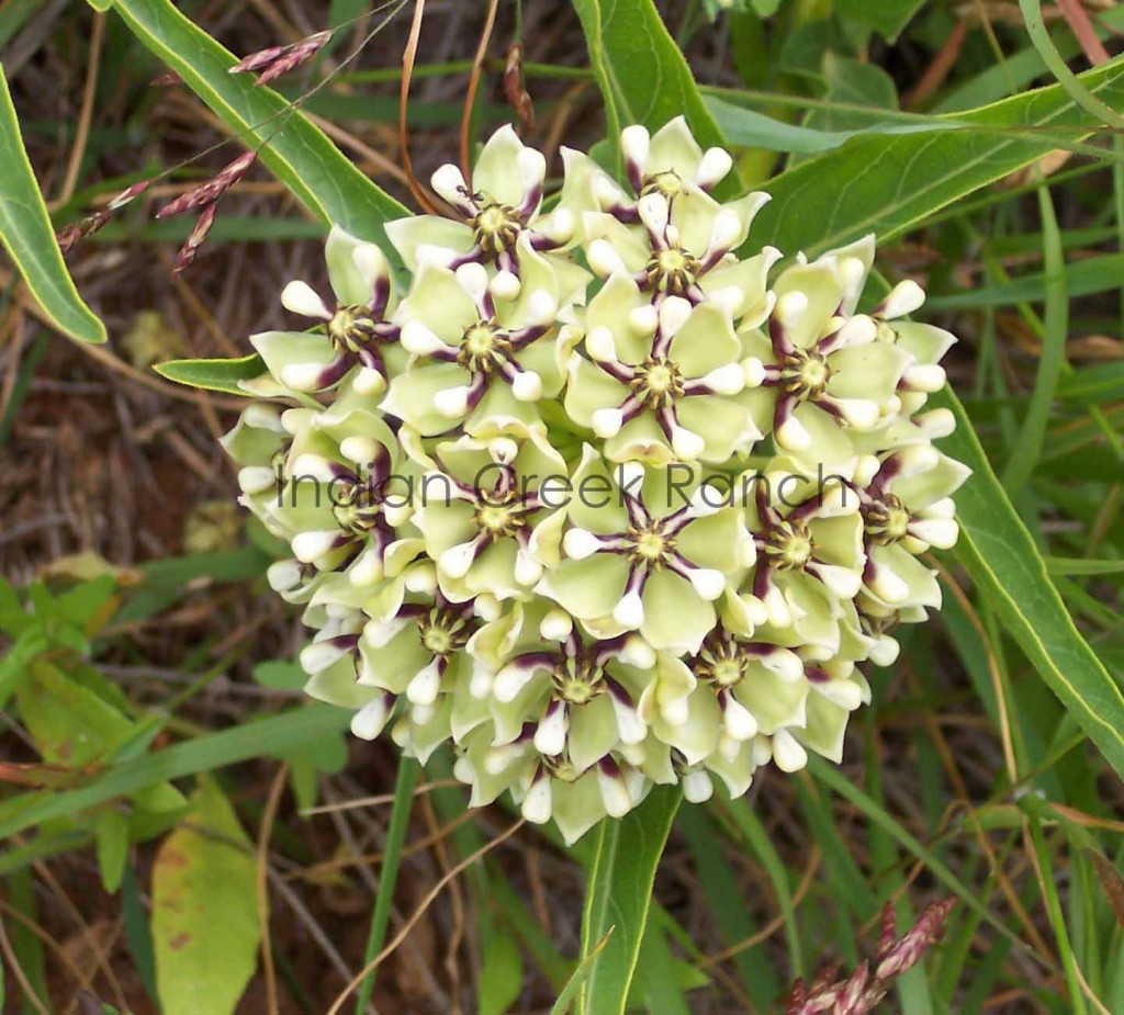 Antelope Horn Milkweed. Picture by Jo Roberts.