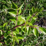 evergreen sumac leaves