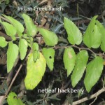 hackberry
