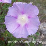 Lindheimer's Morning-Glory 03 - ipomoea lindheimeri