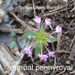 annual pennyroyal 02 - hedeomia acinoides