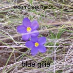 blue gilia - gilia rigidula var rigidula