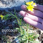 puccoon 02 - lithospermum incisum