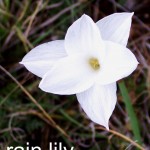 rain lily - cooperia pedunculata