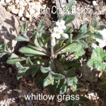 whitlow-grass - draba cuneifolia