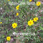zexmenia - zexmenia hispida